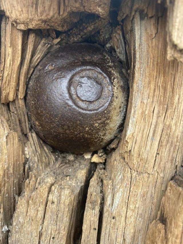 13. Topovska kugla iz američkog građanskog rata u nađena u jednom stablu