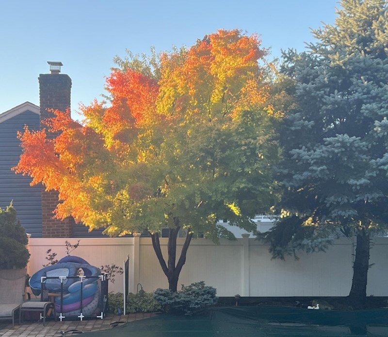 9. Stablo je požutjelo baš na mjestima na kojima ga jutarnje sunce obasjava