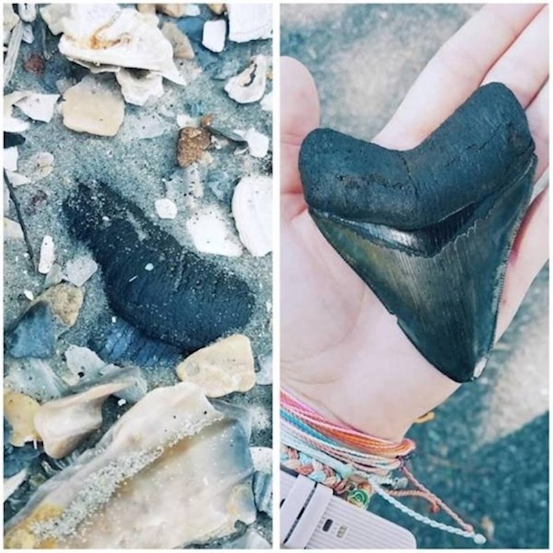 5. Zub megalodona, vrste morskog psa koji je živio prije više milijuna godina