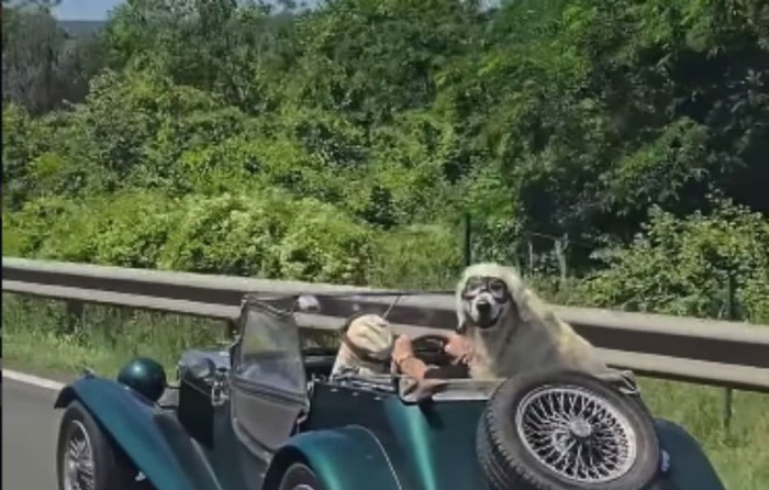 Vozač je u Sloveniji snimio nesvakidašnji prizor na cesti, snimka je odmah postala hit u regiji