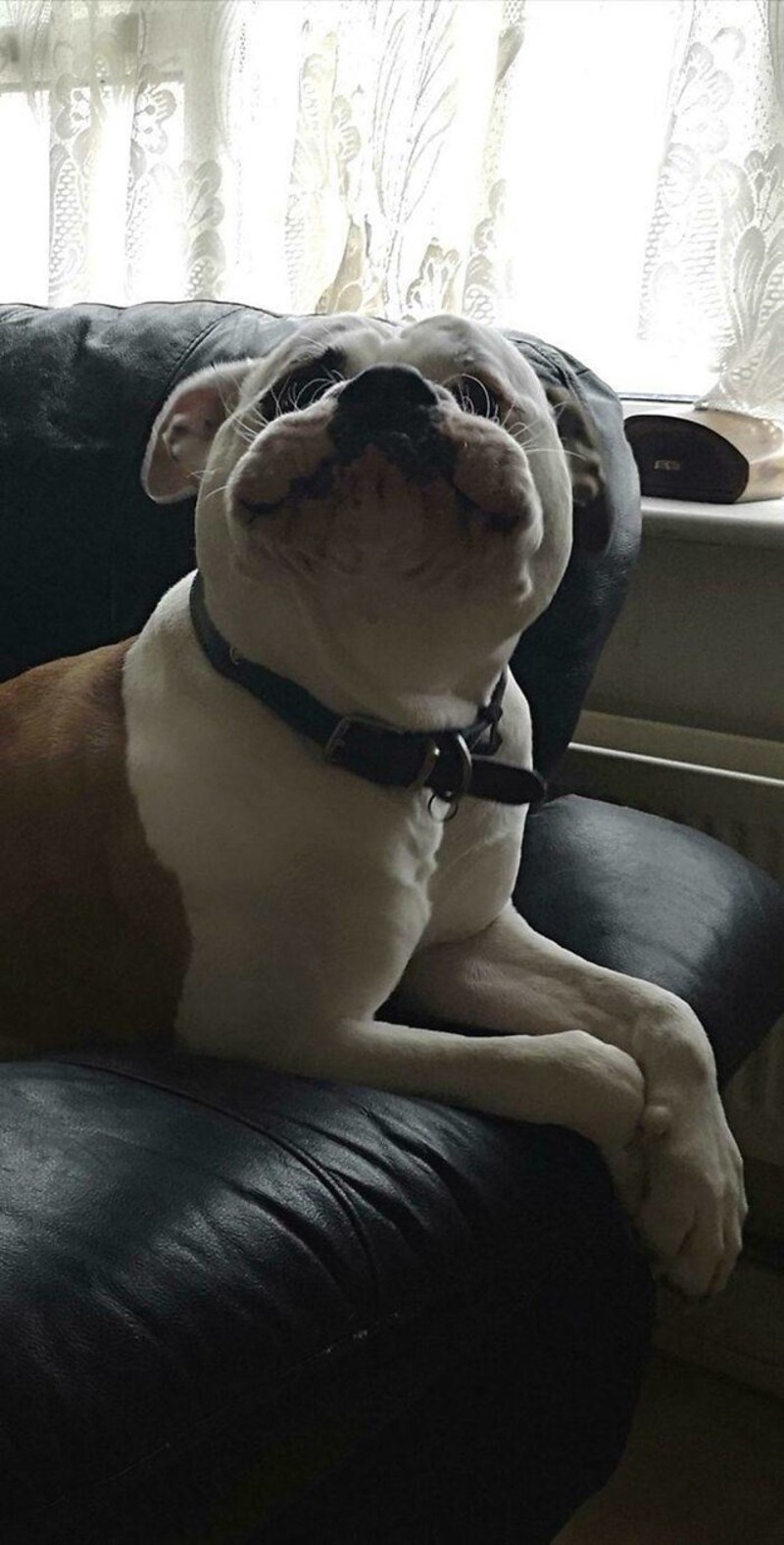 2. Ovako izgleda svaki puta prije nego zalaje