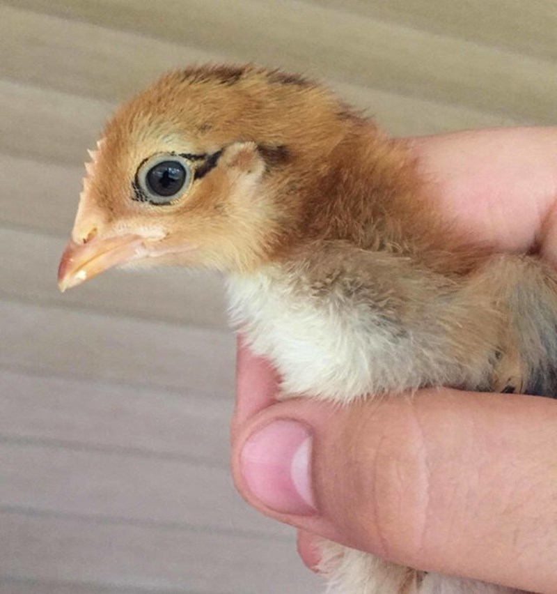 15. Ima prirodni eyeliner