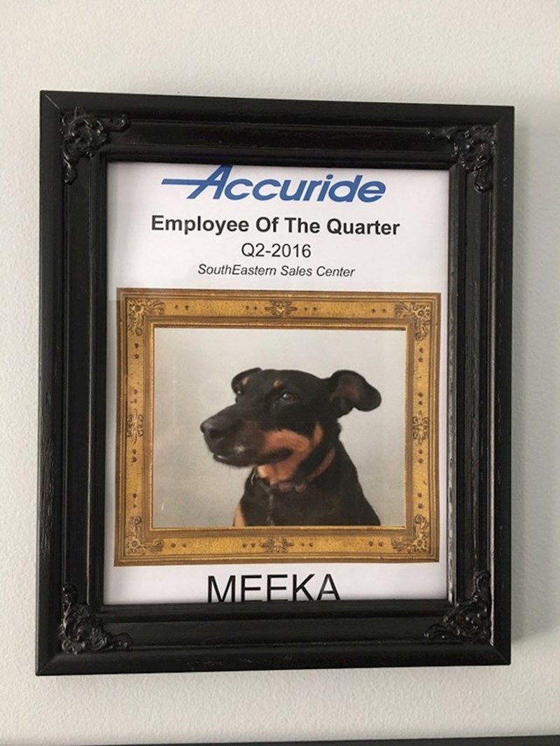 15. Moj tata radi od kuće i po cijele dane provodi s našim psom. Napravio mu je ovo. 😂