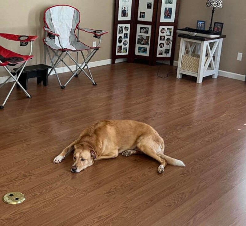 Mijenjamo namještaj u stanu i majstori su upravo odnjeli stari kako bi mogao doći novi za koji dan. Naš pas je u depresiji i osjeća se kao da nije uspio obraniti kuću.