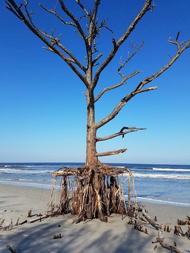 13. Stablo na plaži nakon uragana