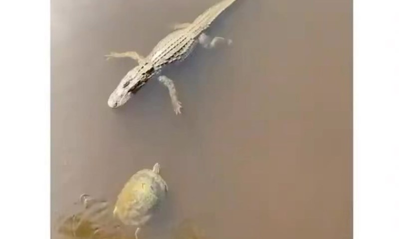 Snimka krokodila i kornjače obišla je cijeli svijet, morate vidjeti što su napravili u prolazu