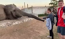 Turisti su se okupili oko slona i snimali ga, a onda ih je sve šokirala njegova iznenadna gesta