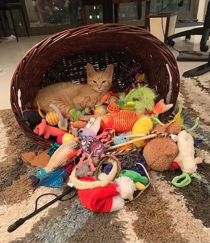 17. "Ima 5 svojih krevetića. I uvijek izabere novo mjesto - u kojem već nešto stoji."