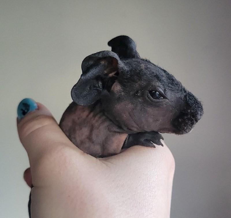 18. 3 dana staro mladunče nilskog konja