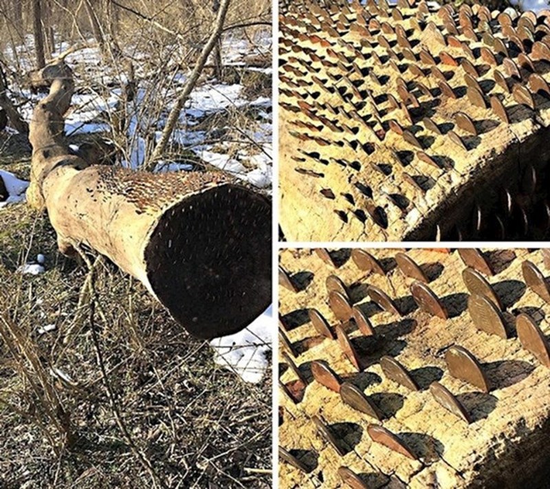 1. Tijekom šetnje pronašao sam srušeno stablo u koje su zabijene brojne kovanice