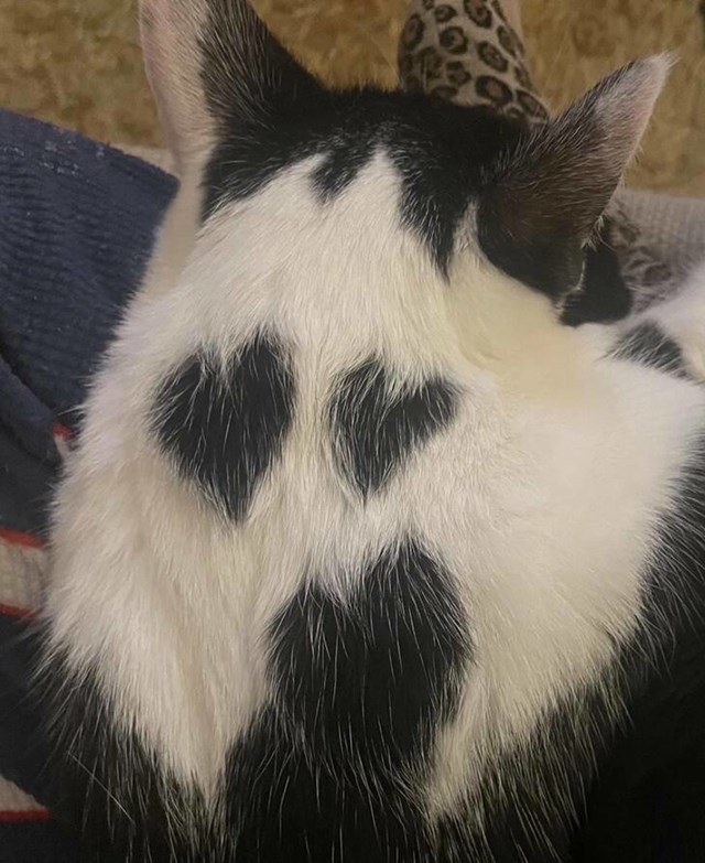 16. Moja maca ima srčeka na leđima