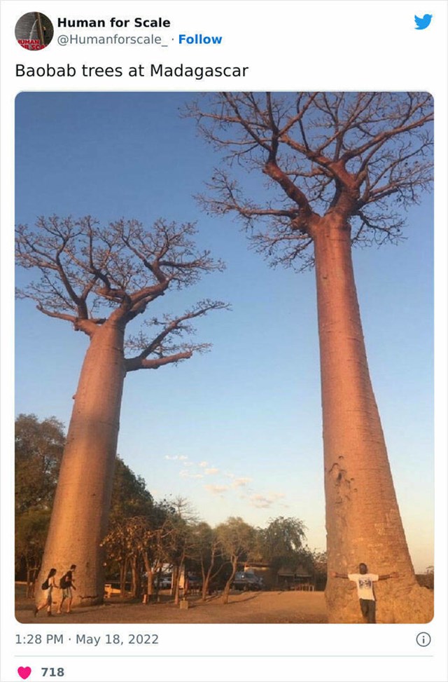 12. Stabla baobaba na Madagaskaru