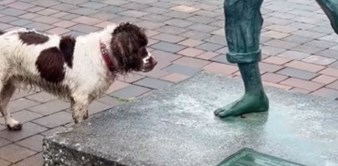 Snimka psa koji silno želi da mu kip baci kamenčić oduševila je internet, otopit će vam srce