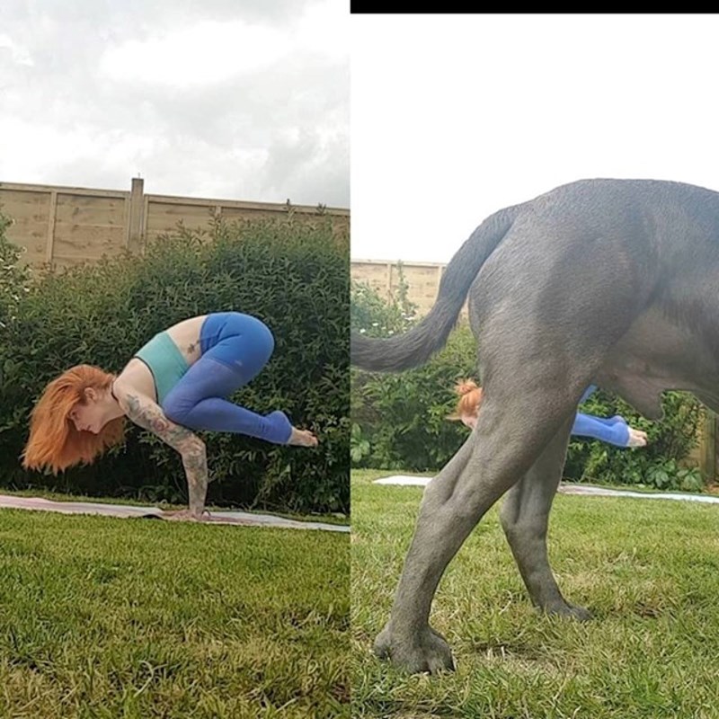 2. Ljubimci znaju često uništiti fotke