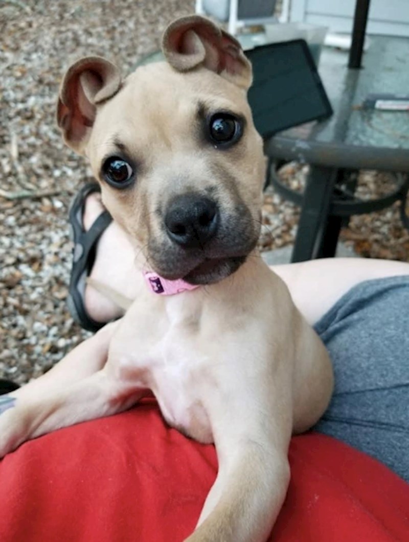 17. Koje slatke zavinute uši!😍