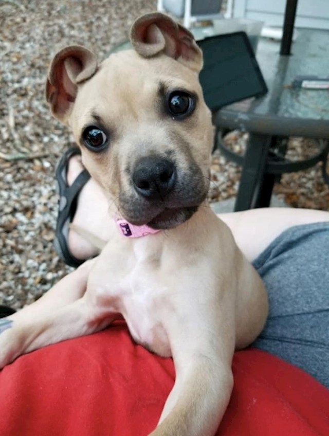 17. Koje slatke zavinute uši!😍