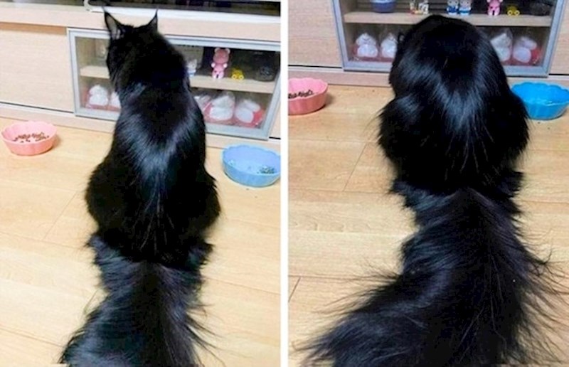 Ja koja kupujem šampon, regenerator, masku, piling za tjeme vs. moja mačka koja liže vlastitu dlaku