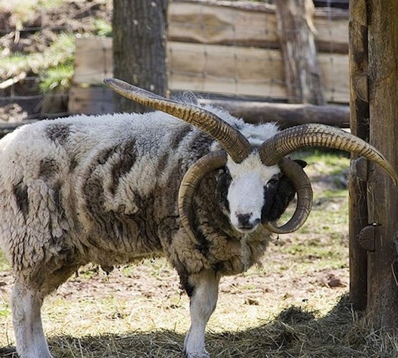 Ima malo previše rogova, zar ne?