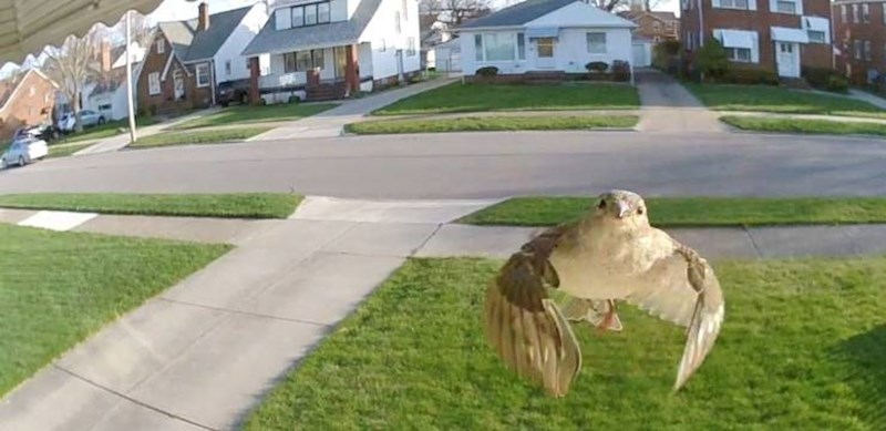 3. Nadzorna kamera na ulaznim vratima snimila je preslatkog posjetitelja - malenu ptičicu