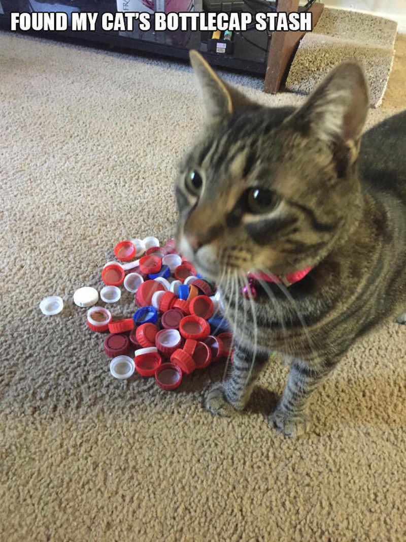 9. Pronašla sam kolekciju čepova moje mačke