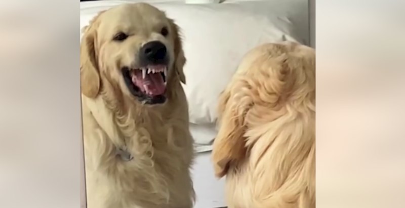 Vlasnik je uhvatio psa kako pred ogledalom vježba opasan izraz lica, snimka je urnebesna