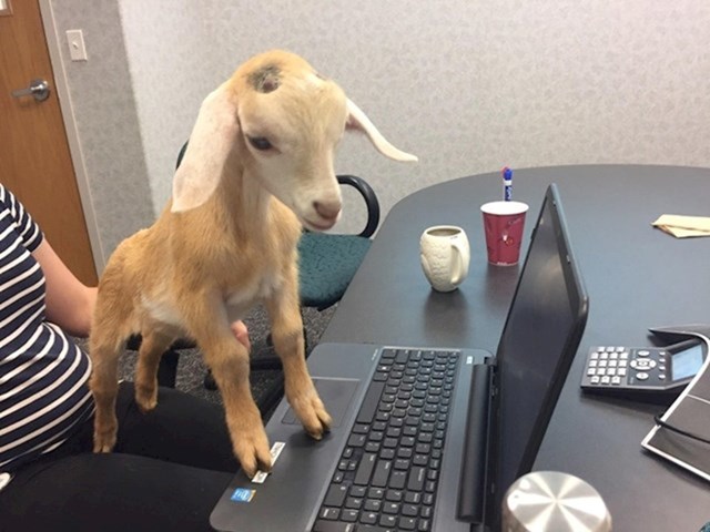 10. Nedavno smo na poslu imali dan kada su svi dolazili s djecom na svoje radno mjesto. Jedna kolegica je povela kozu.