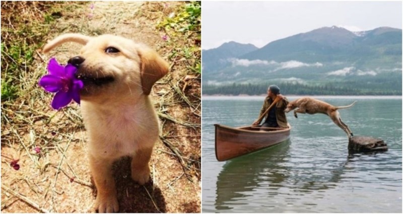 17 moćnih fotki na kojima se vidi zašto su baš psi čovjekovi najbolji prijatelji