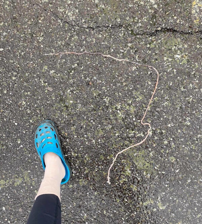 11. Ekstremno dugačak crv