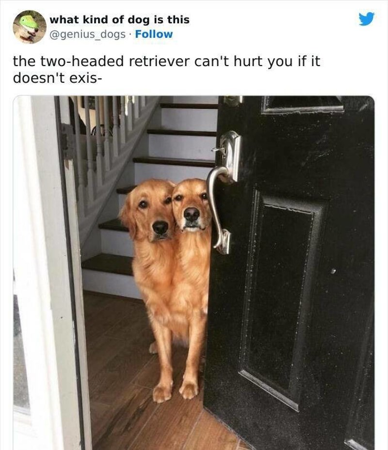 12. Dvoglavi retriver?