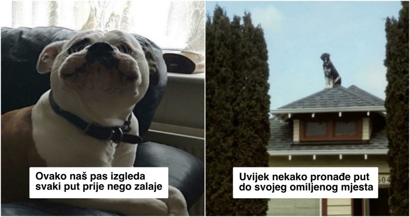 20+ smiješnih fotki pasa koji su svojim čudnim navikama nasmijali cijeli internet