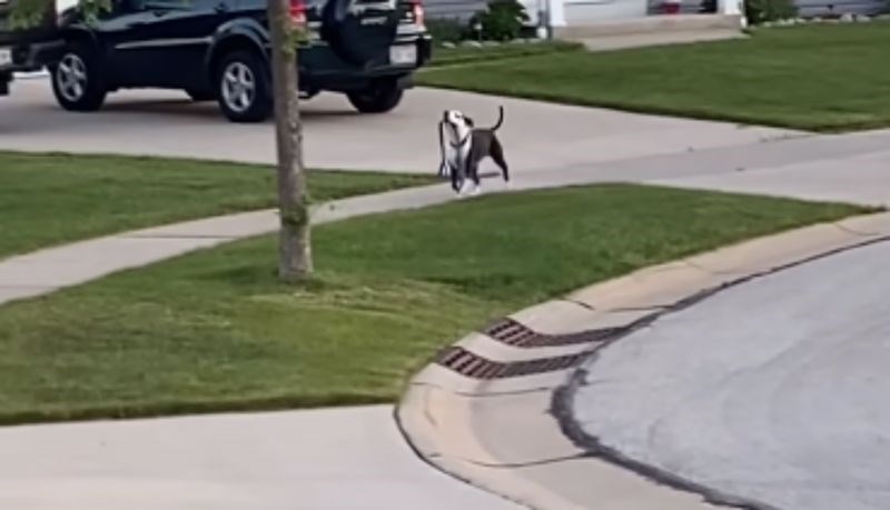 Čovjek je snimio susjedovog psa u samostalnoj šetnji, urnebesna snimka odmah je postala viralni hit
