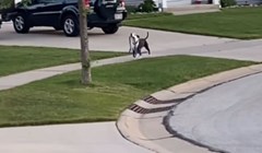 Čovjek je snimio susjedovog psa u samostalnoj šetnji, urnebesna snimka odmah je postala viralni hit
