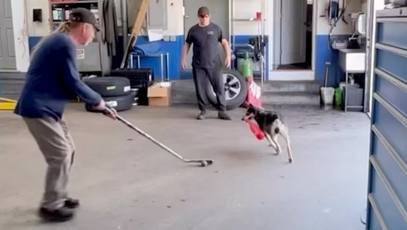 Kućna snimka ovih tipova iz SAD-a nasmijala je cijeli svijet, morate vidjeti što je pas napravio