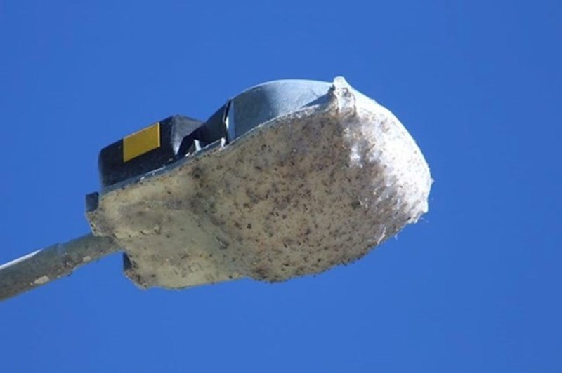 Paučina je prekrila ovu uličnu lampu.