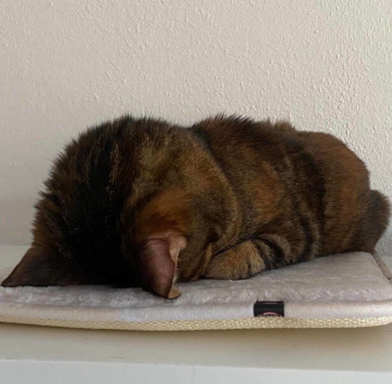 Ovako naša maca spava