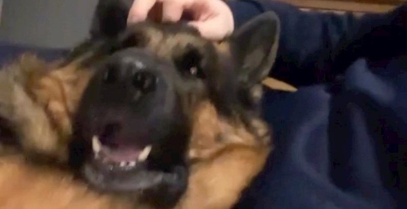 Reakcija psa nakon što ga vlasnik prestane češkati nasmijala je cijeli internet, snimka je urnebesna