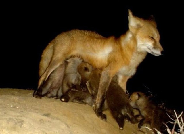 9. Mama lisica hrani bebe točno pred kamerom