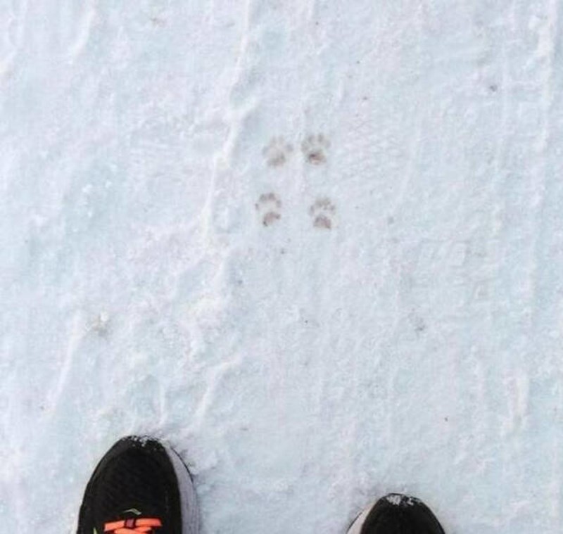 Tragovi šapica bez početka i kraja