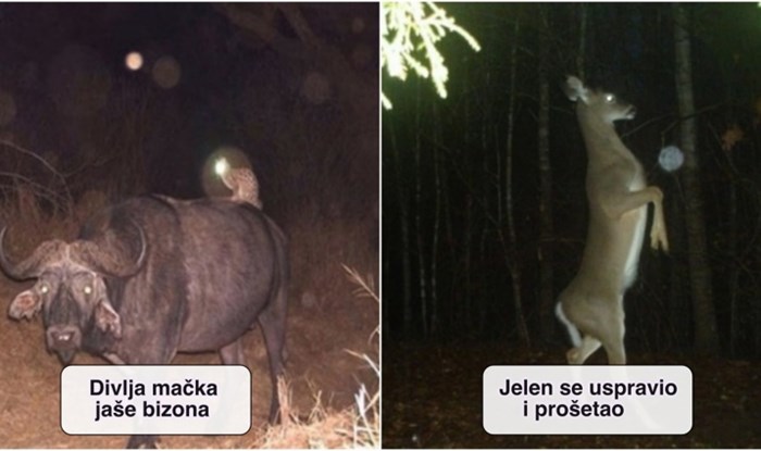 15 smiješnih fotki skrivenih kamera koje pokazuju što divlje životinje rade kad ih nitko ne gleda