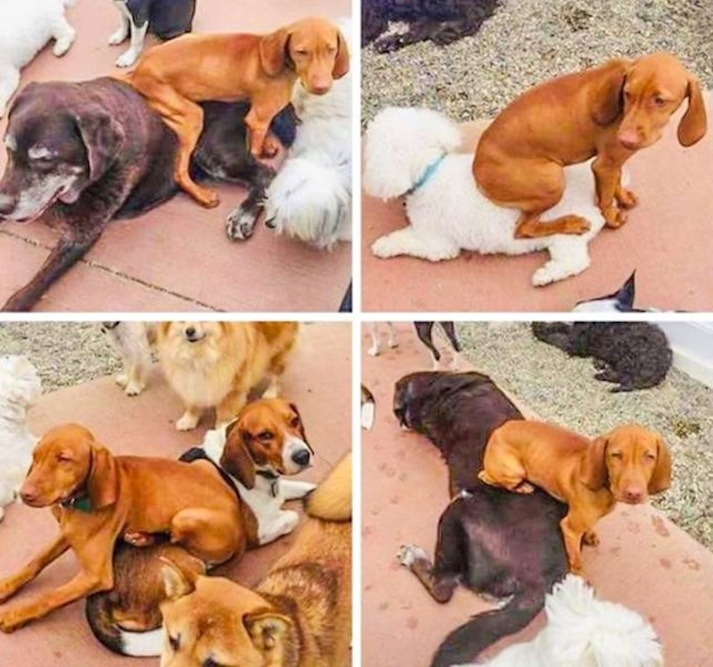 18. Moj pas ima problema s dominacijom