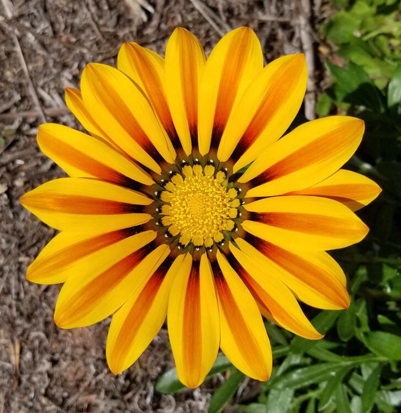 10. Predivan cvijet na koji sam naišla dok sam planinarila