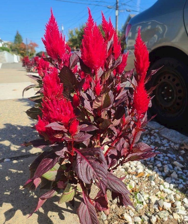 5. Ispred kuće moje majke narasla je ova čudnovata biljka koju nije posadila