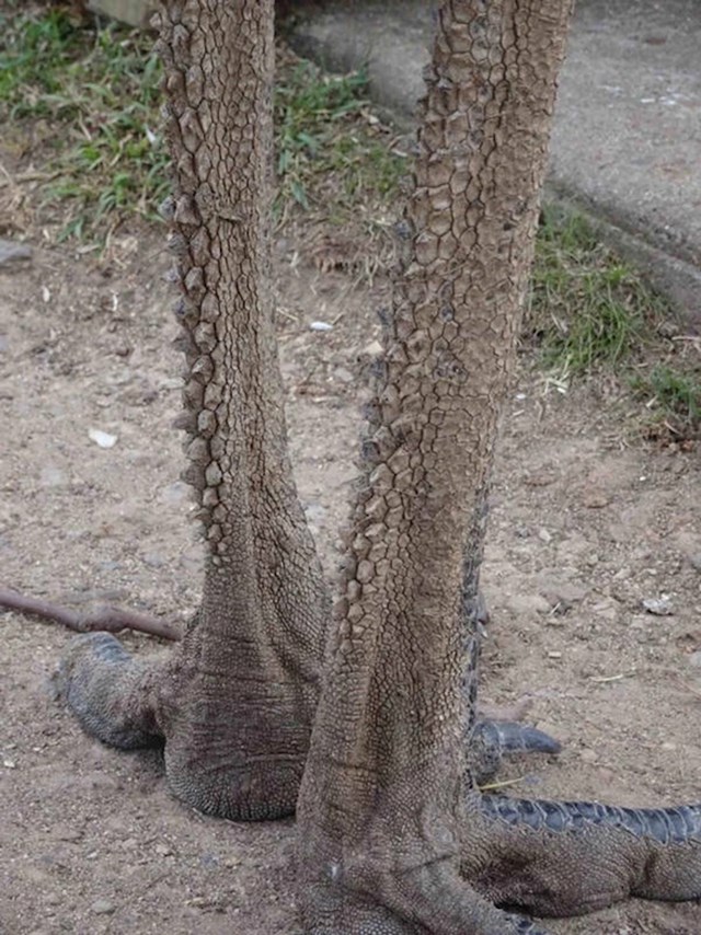 14. Emu na nogama ima ljuske koje podsjećaju na zmajevu kožu