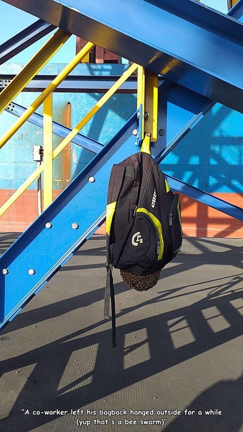 7. Pčele su napravile gnijezdo na ruksaku moga kolege