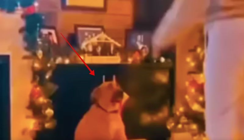 Reakcija psa na ples njegove vlasnice oduševila je ljude na Fejsu, snimka je teški hit