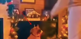 Reakcija psa na ples njegove vlasnice oduševila je ljude na Fejsu, snimka je teški hit