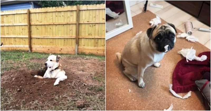 19 kućnih ljubimaca koji su bili uvjereni da ih nitko ne gleda i napravili urnebesne nepodopštine