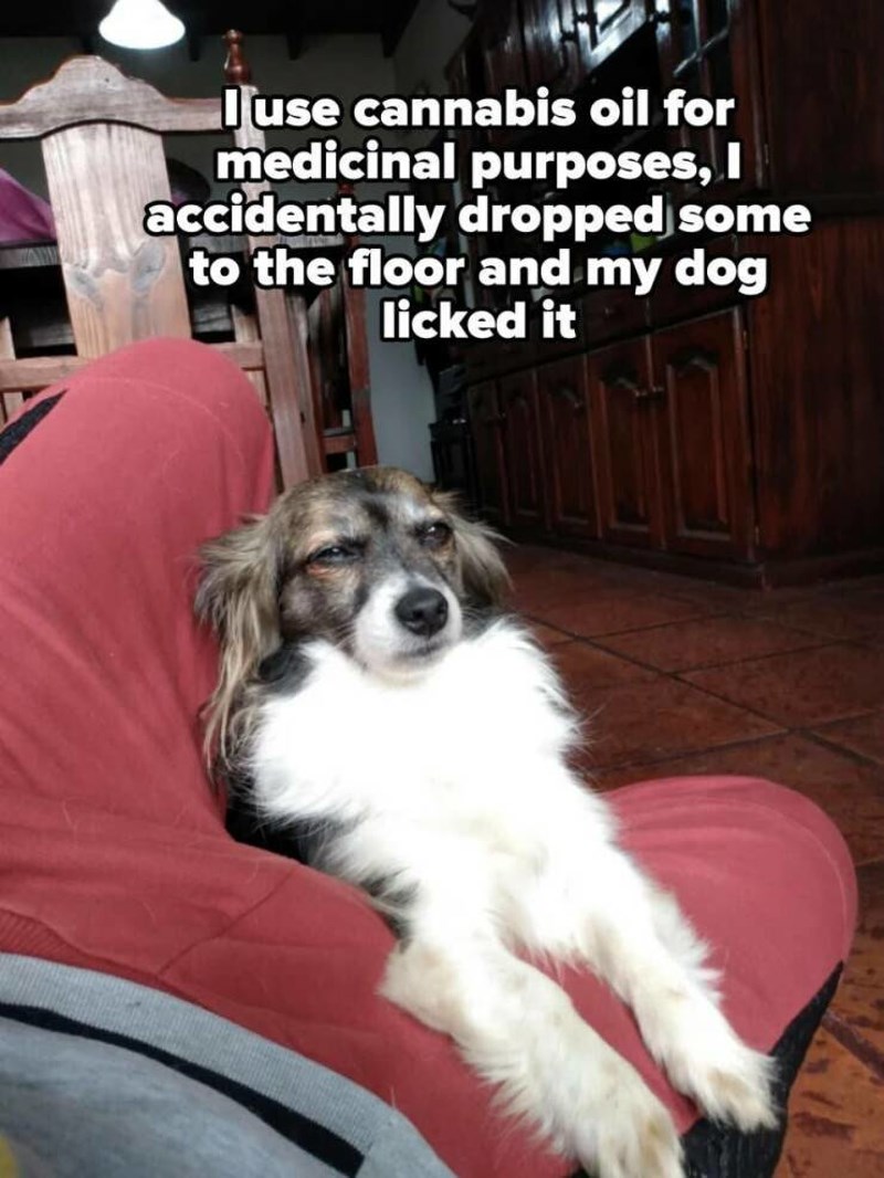 22. Koristim ulje medicinske konoplje i slučajno mi je par kapi kapnulo na pod. Naravno da je moj pas iskoristio priliku i polizao ih...