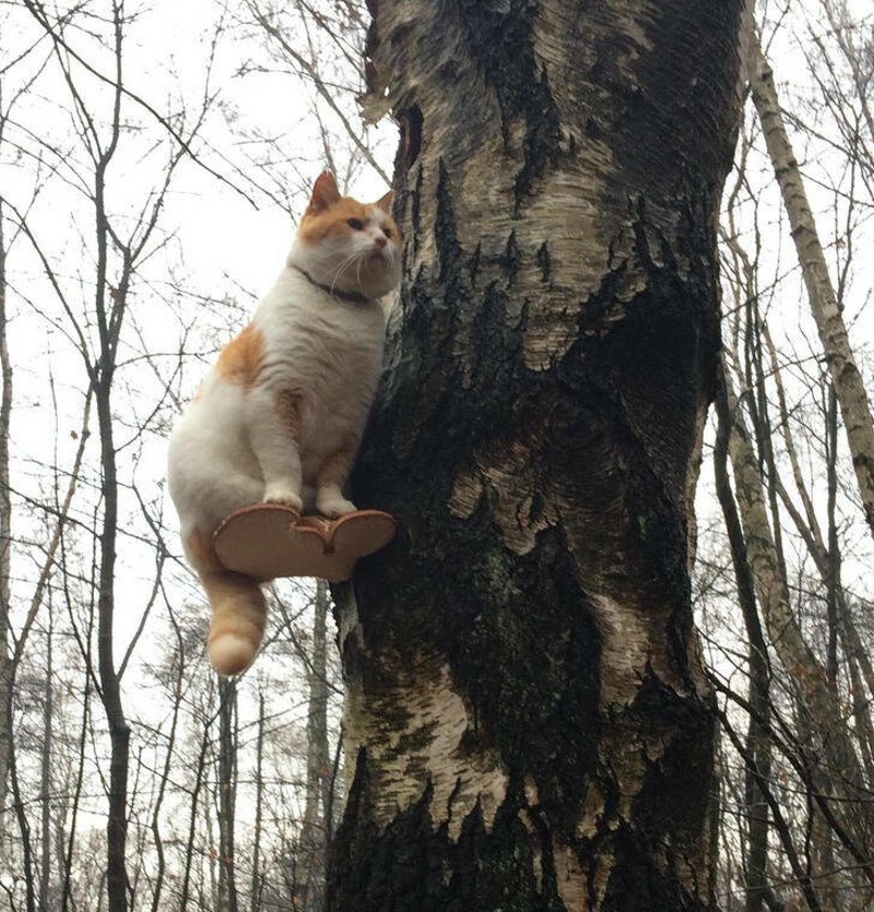 14. Šećući šumom ugledao sam mačku koja sjedi na gljivi