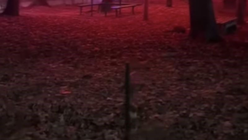 Božićni ukrasi u Nišu postali su hit u cijeloj regiji, snimka je oduševila fanove Stranger Thingsa